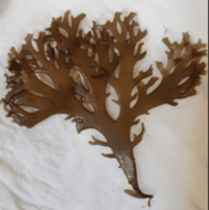 Red seaweed was collected in São Luis – MA. Source: Own (Cícero Alves)